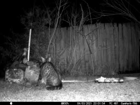 Dark Cat Hunting a Mouse Tom & Jerry style in Cambridge UK 4 March 2021 1102pm C Trail Camera