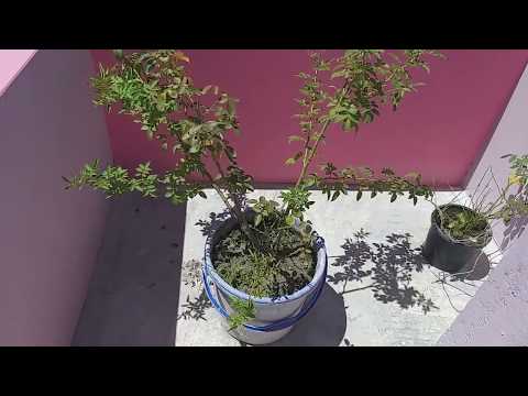 ডেঙ্গু জ্বরের বিস্তার ও ছাদ বাগানে করণীয়