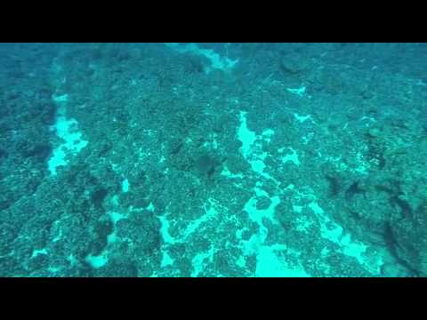 Underwater video captures sonar pings