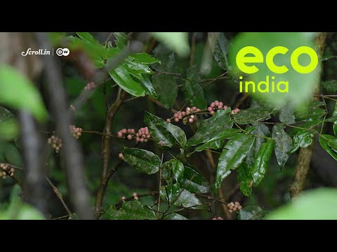 Eco India: How coffee is solving  Western Ghats' biodiversity crisis