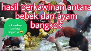 Download lagu Viral results of the marriage of a duck and a Bangkok chicken. The chicks look like penguins 😅 mp3 Download lagu Viral results of the marriage of a duck and a Bangkok chicken. The chicks look like penguins 😅 mp3