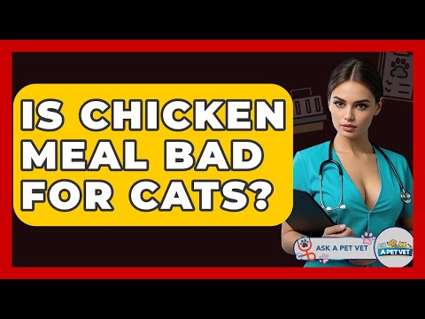 Is Chicken Meal Bad For Cats? - Ask A Pet Vet