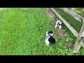 Miniature Poodle dogs for sale: Chevelle - Video 2