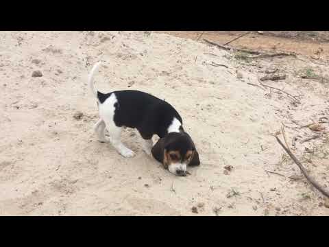 Puppy Finder Com
