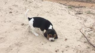 Video preview image #1 Beagle Puppy For Sale in HURRICANE MILLS, TN, USA