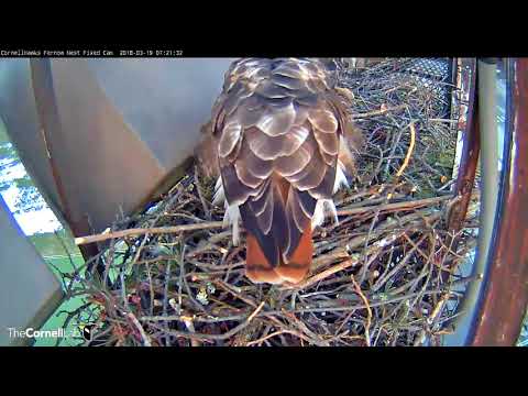 Red-tailed Hawks Share Incubation Responsibilities - Mar. 19, 2018