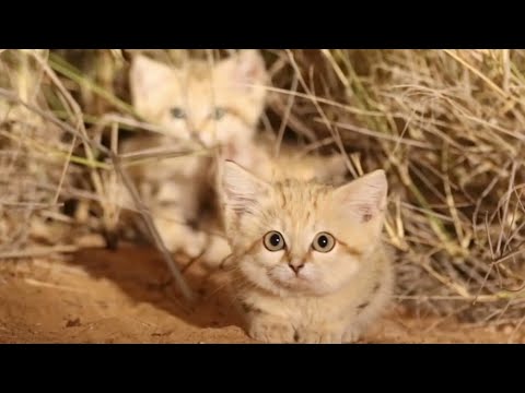 Wild Sand Cat | Never Seen Before