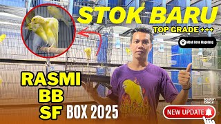 Download lagu EXCLUSIVE‼️B, SF,  2025 CANARY PRICES IN MAGELANG | MBAH RONO CANARY mp3