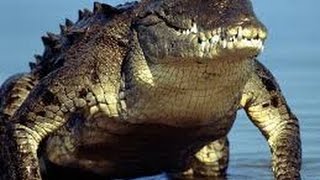 Top 10 Most Dangerous Fishes in the World