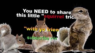 80 Artist goals of $ money and fame WITH squirrels. "Walk to the door" episode 69. (LOVED