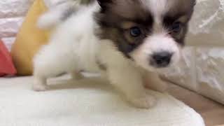 パピヨンの動画01