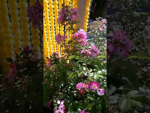 #ashram Vishwananda #germany #flowersgarden  #nature