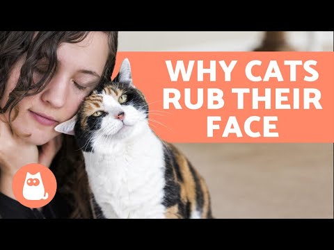 YouTube video about: Why do cats rub their teeth on you?