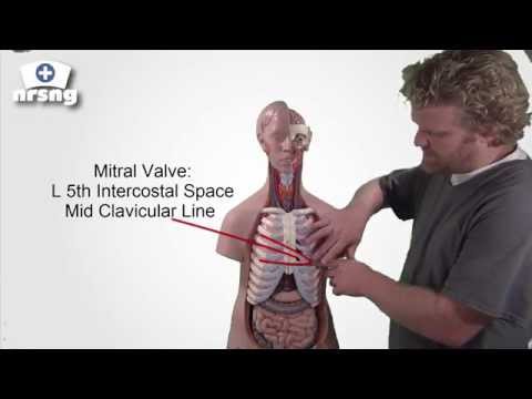 HEART SOUNDS MADE EASY | for nursing students