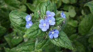 Frank Boeijen - Zonder woorden