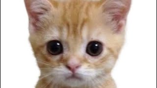 エルガトかわいい♡エルガト5分耐久w #猫ミーム #エルガト