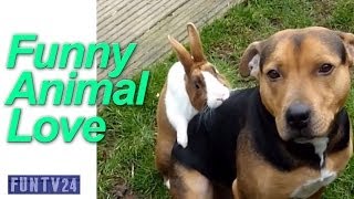 Strange Animal Love - Funny Clips - Strange behaviour between animals