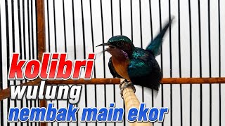 Download lagu Kolibri wulung gacor nembak #kowul #kolibriwulung #kolibriwulungnembak mp3