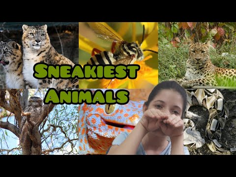 Animal facts for Kids - Worlds Sneakiest Animals (12 animals facts for kids)