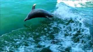 Mandurah's Dolphins Surfing Our Boat's Waves