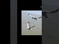 BIRD FLYING OVER WATER