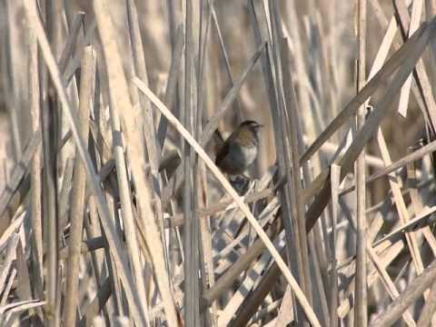 Oriešok močiarny (Cistothorus palustris) — spev a hlas v prírode