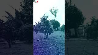 Download lagu Tarian Dayak - Tari Tarung mandau (Instrumen musik sape dayak) mp3