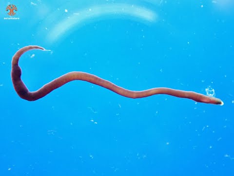 Vídeo de Micrura purpurea