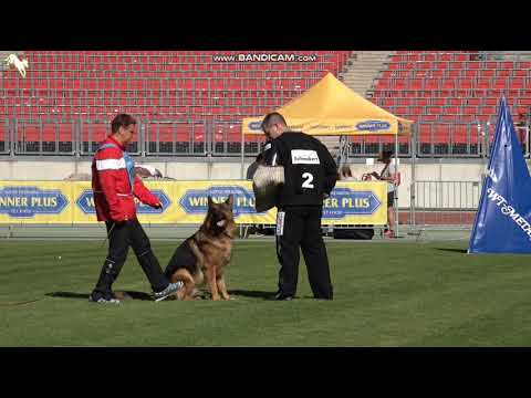 1516 Gnabry von der Baiertalerstraße & 1028 Larus von den Leinewiesen - TSB BSZS-2023