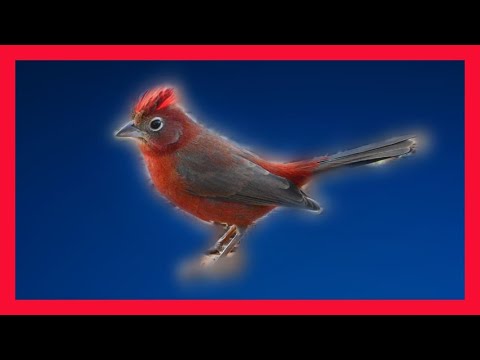 Pinka chochlatá červená (Coryphospingus cucullatus) — starostlivosť, voliéra a kŕmenie