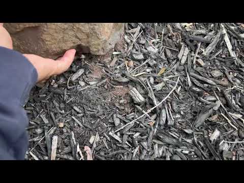 Ants Hiding Under the Decorative Rocks in Cranbury, NJ