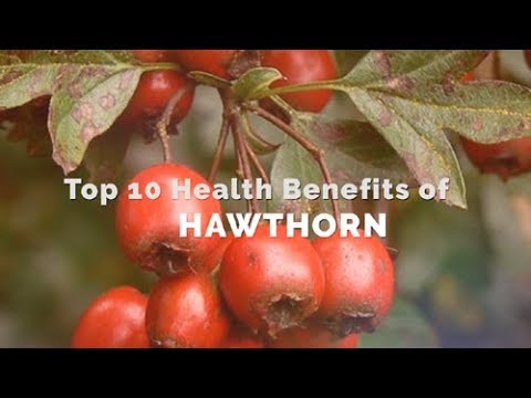 Top 10 Health Benefits of Hawthorn