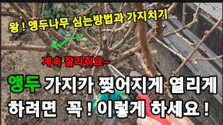 앵두나무 두배 세배로 더 많이 열리게 키워먹기 가지치기 심는방법! #앵두나무가지치기 #앵두나무심는방법 #앵두…