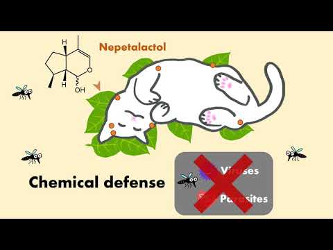 Cats Love Silver Vine and Catnip for a More Practical Reason Than Developing Euphoria