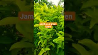 Download lagu bibit jambu air green Giant mp3 Download lagu bibit jambu air green Giant mp3