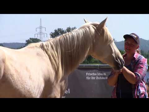 MUSTANG MAKEOVER 2018 Team Janell (TAG 4246) - Update 2