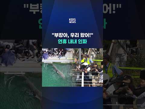 "부캉아, 우리 왔어!" 연휴 내내 인파 #shorts / KBS