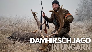 Damhirschjagd in Ungarn 2022