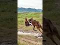 The Fox Catches The Bird Funny Attack Fox Animals Trending Viralvideo