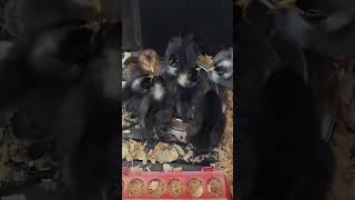 This Is Just Too Cute! #fun #birds #babychicks #love #live #chicken