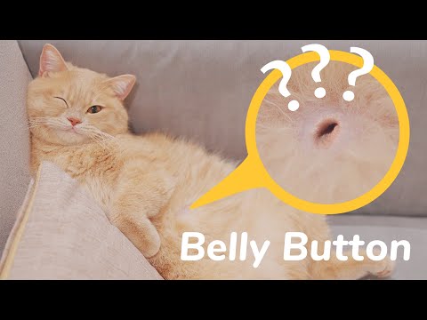 😱You’ll Never Believe Cats Have Belly Button???🤔
