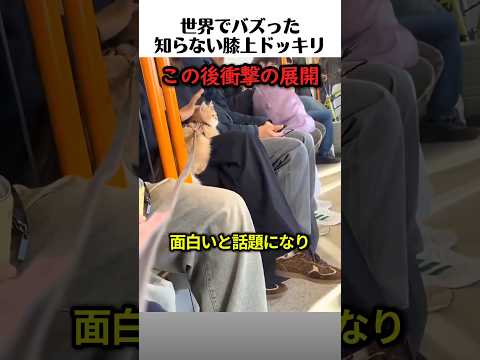 知らない人の膝上で挙動不審になる猫が可愛い