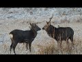 Brutal Deer Fight In Japan Ezo Sika Clash Antlers In The Wild