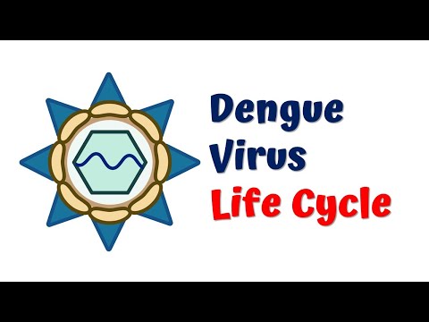 Dengue Virus Life Cycle || 4K animation