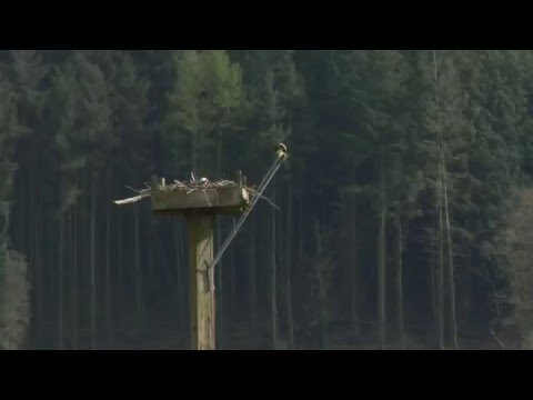 The Cruel Side of Nature