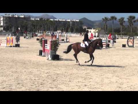 EBS - Diamond Z - Diamant de Semilly x Contender x Nimmerdor