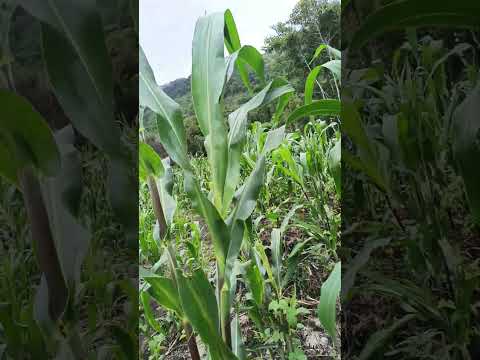 agricultura de uspantan Quiche #agricultura #plantadecalidad