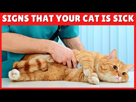 HOW to Know If Your Cat Is SICK 🙀 5 Common Symptoms