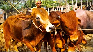 Download Lagu cow unloading, cow videos, cow video, animal, big cow, goru hamba cow, Ep-131 Thumbnail