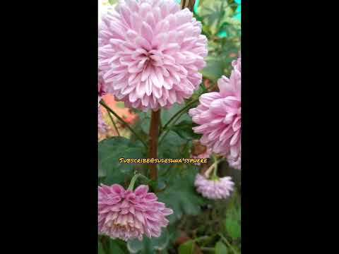 Beauty of daliya/dahlia!💮🌸#beautifulflowers#gardening#plants#planting#homegardening#sudeshna'ssphere